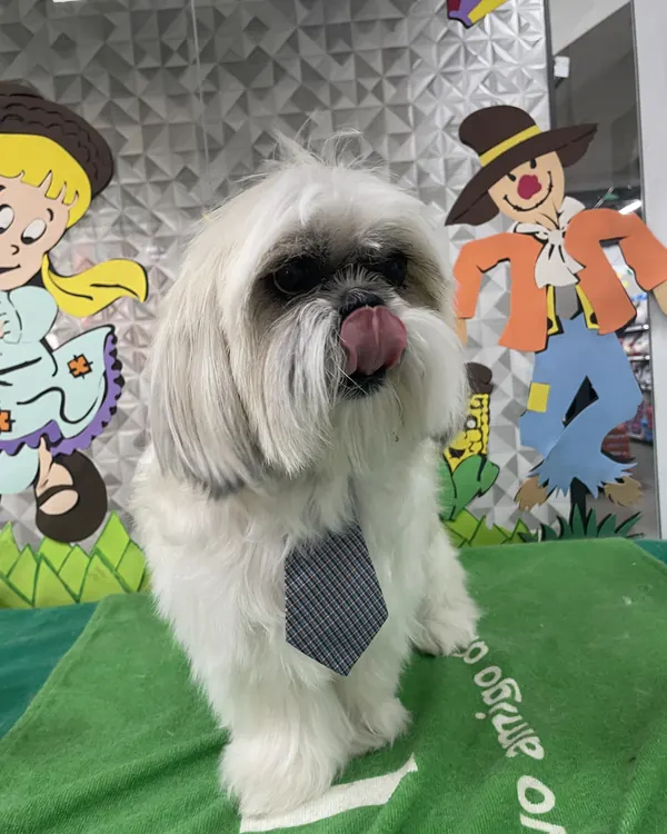 Shih-tzu de gravata depois da tosa