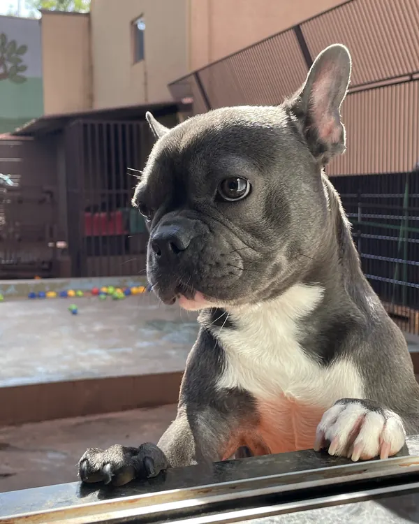 Buldogue francês cinza olhando pela janela