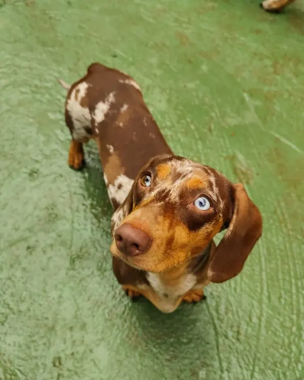 Dachshund no piso verde do espaço pet