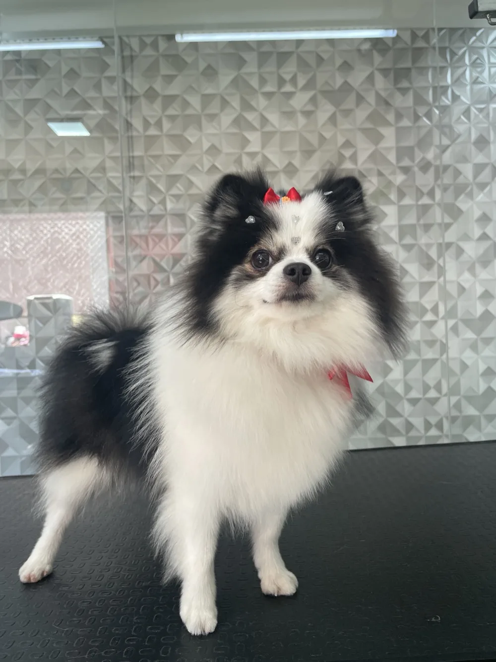 Lulu-da-pomerânia preto e branco de laço, pronto depois da tosa